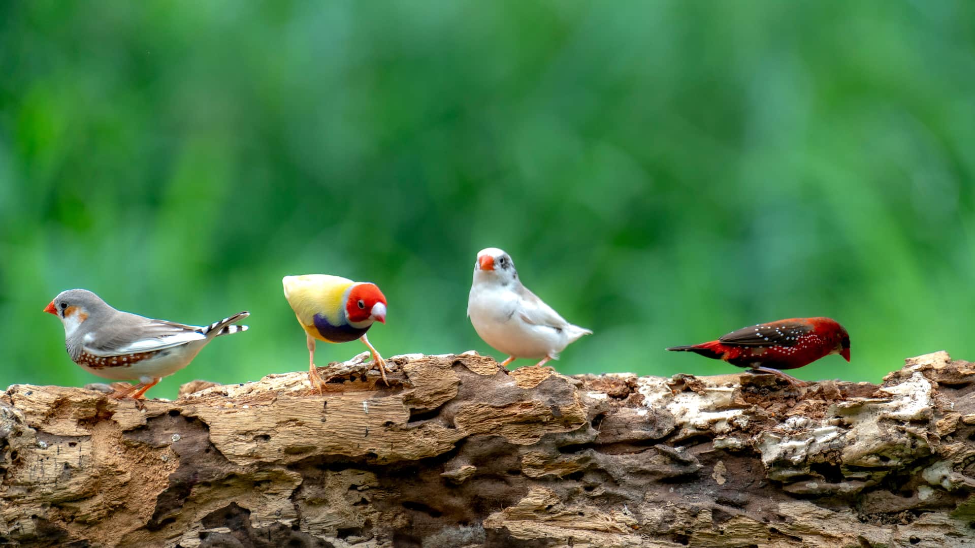 A variety of colorful bird species