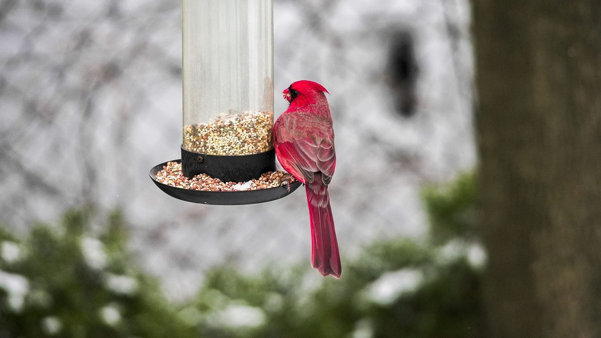 A cardinal feeding at a backyard bird feeder in winter