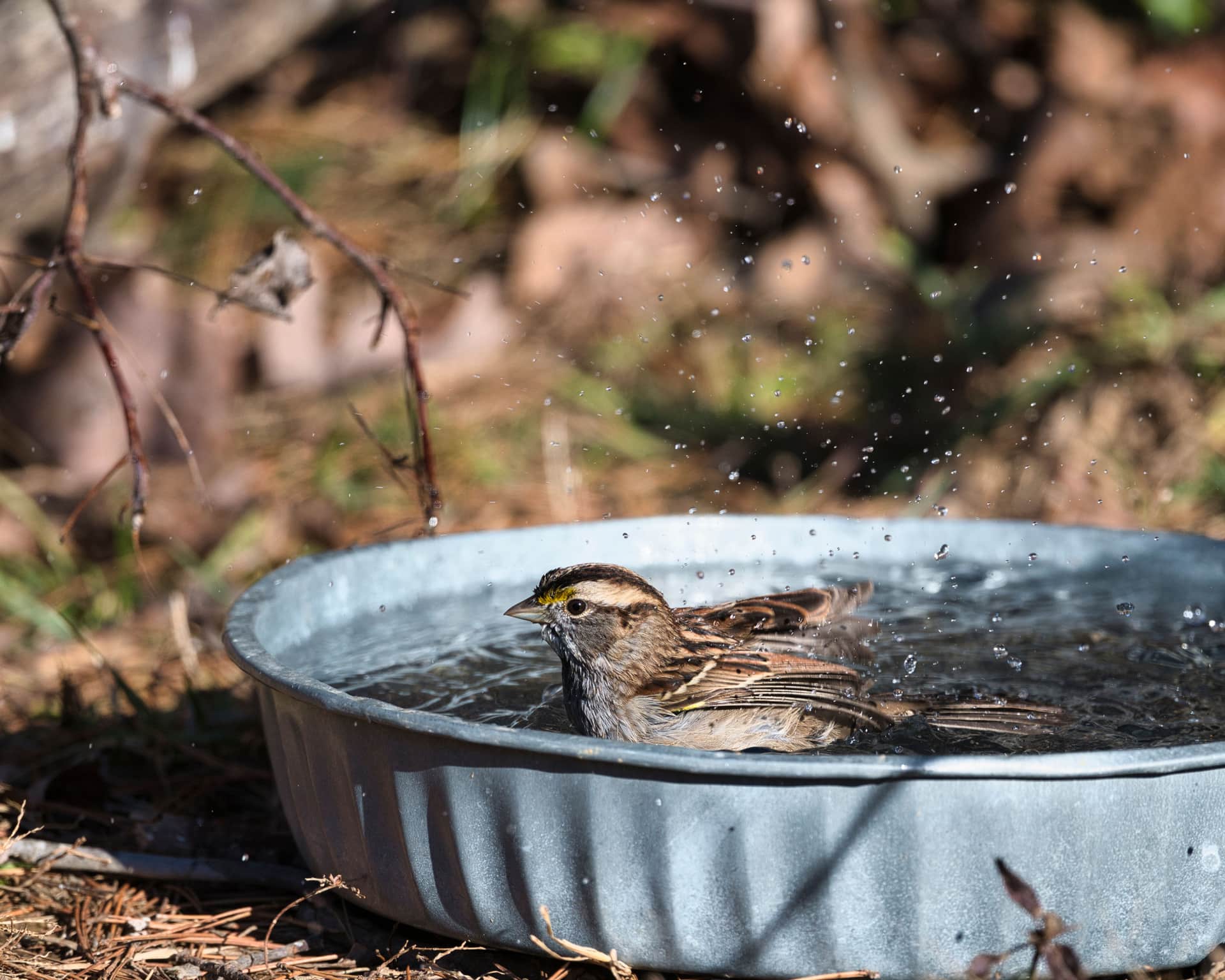 A small bird bathing and splashing in a garden bird bath