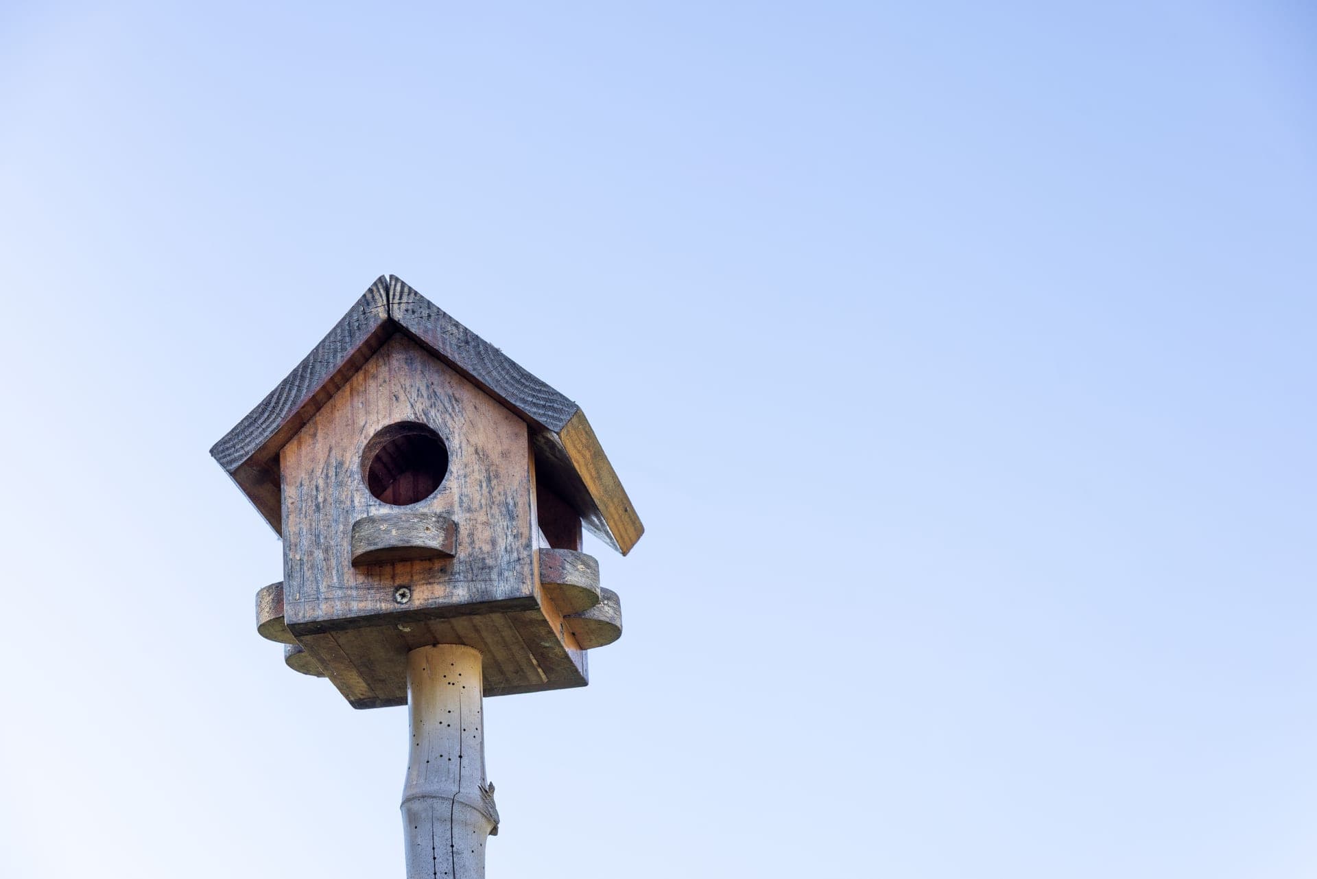 A wooden birdhouse mounted on a tree in a garden