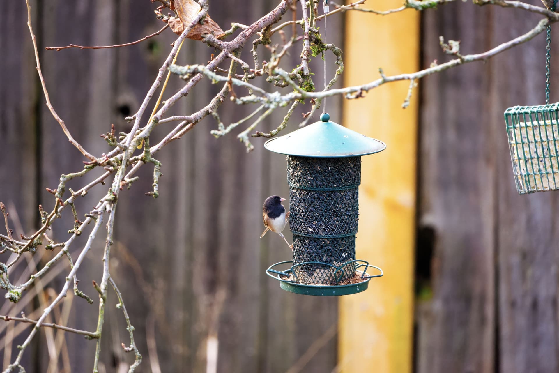 Small birds feeding at a garden bird feeder