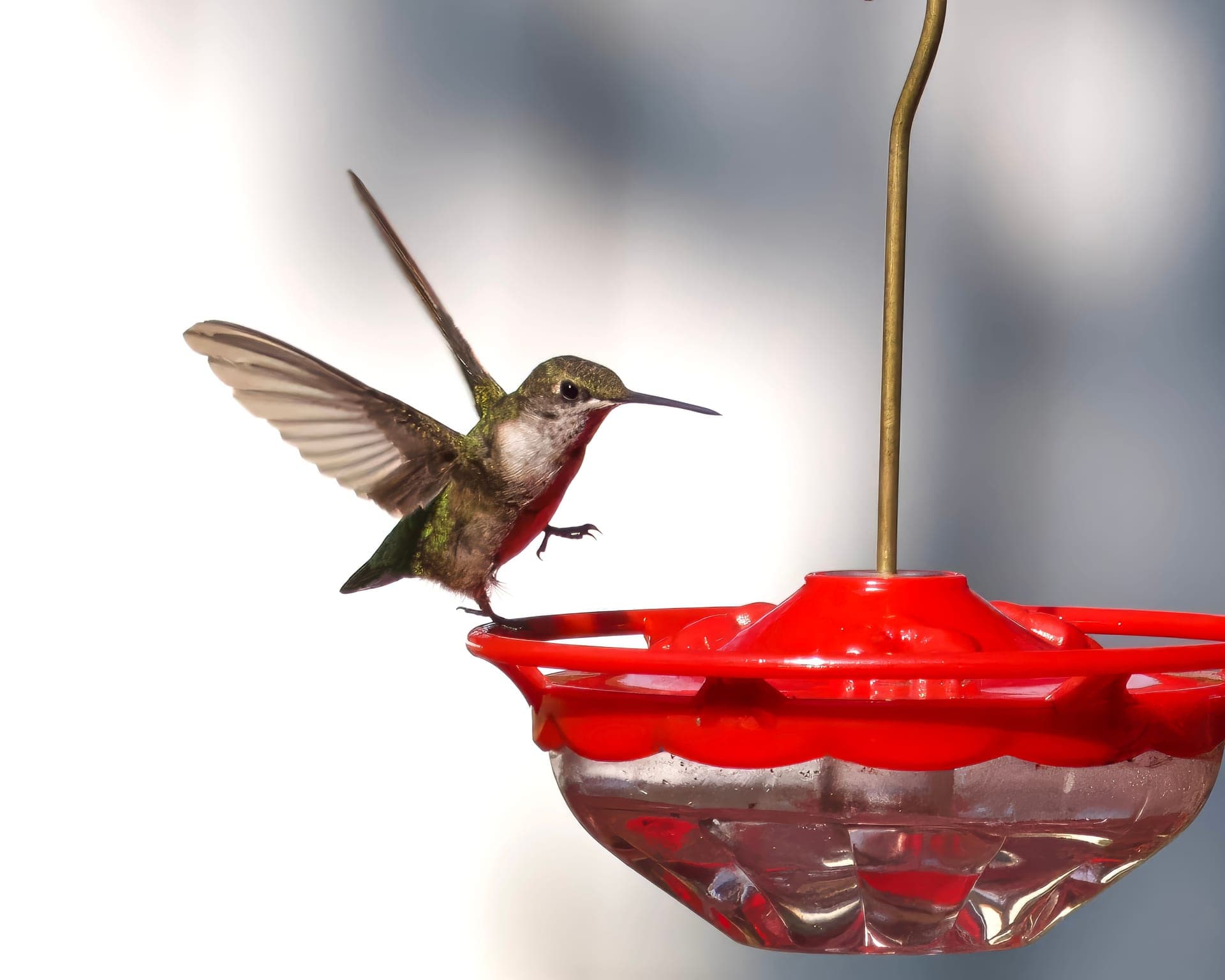 A hummingbird hovering at a nectar feeder