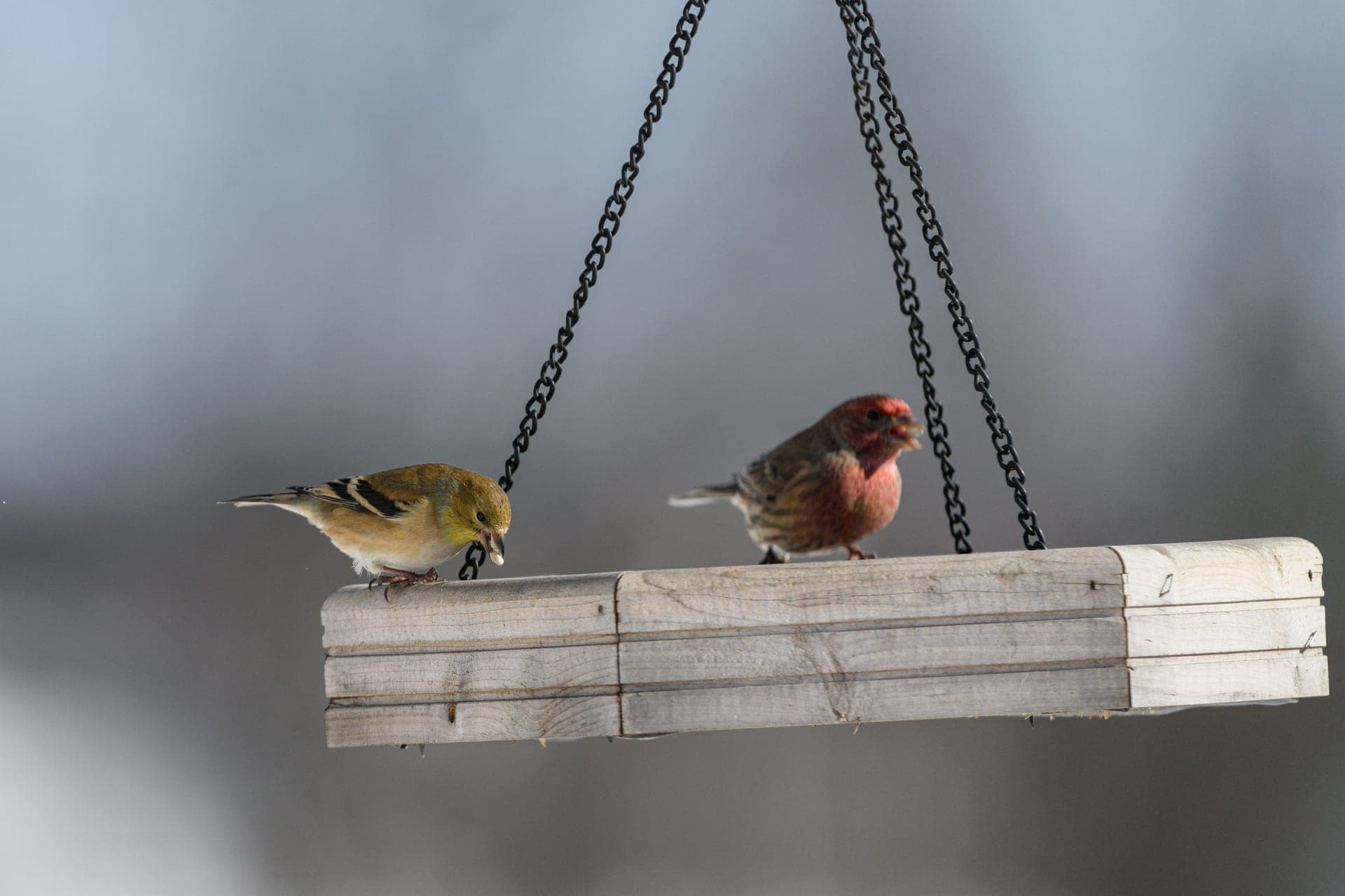 Two birds facing each other at a feeder